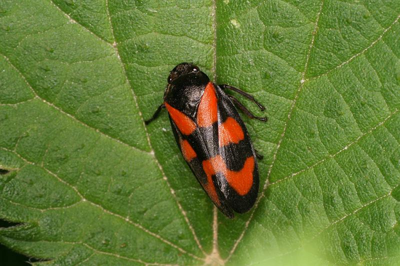 Cercopsis_vulnerata_D4961_Z_90_Les Gris_Frankrijk.jpg